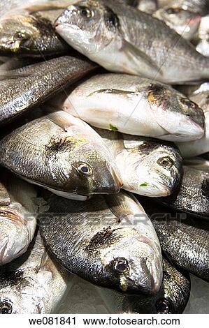 Fish at La Boqueria market, Barcelona, Catalonia, Spain View Large Photo Image Stock Image - Fish at La Boqueria market, Barcelona, Catalonia, Spain. Fotosearch