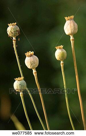 Five Poppy Seedheads. Papaver rhoeas. July 2007, Maryland, USA View Large Photo Image Stock Photography - Five Poppy Seedheads. Papaver rhoeas. July 2007, Maryland, USA. Fotosearch