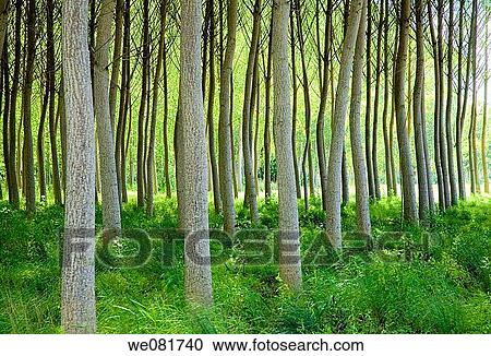 Forest, Ancin, Navarra, Spain View Large Photo Image Stock Image - Forest, Ancin, Navarra, Spain. Fotosearch