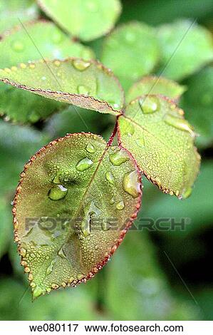 Fresh spring rose leaves heavy with raindrops View Large Photo Image Stock Photo - Fresh spring rose leaves heavy with raindrops. Fotosearch