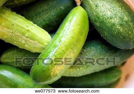 Freshly Harvested Cucumbers. Cucumis sativus. July 2007, Maryland, USA View Large Photo Image Stock Image - Freshly Harvested Cucumbers. Cucumis sativus. July 2007, Maryland, USA. Fotosearch