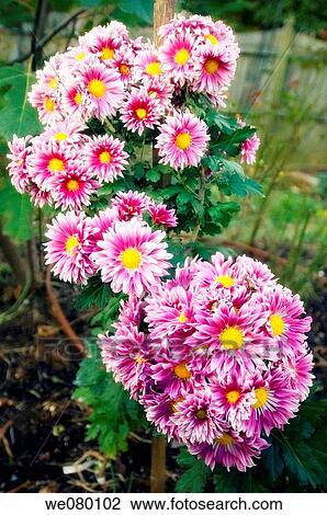 Garden Chrysanthemums in Bloom. November 2007, Maryland, USA View Large Photo Image Stock Image - Garden Chrysanthemums in Bloom. November 2007, Maryland, USA. Fotosearch