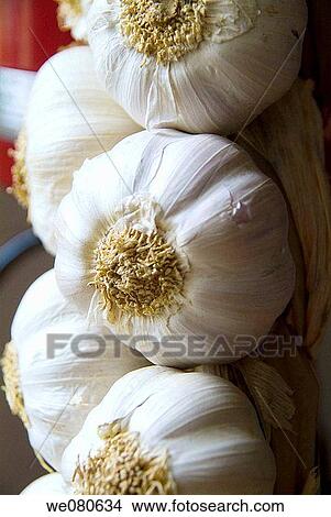 Garlic View Large Photo Image Picture - Garlic. Fotosearch