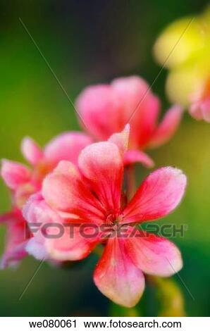 Geranium Flowers. September 2006, Maryland, USA View Large Photo Image Stock Image - Geranium Flowers. September 2006, Maryland, USA. Fotosearch