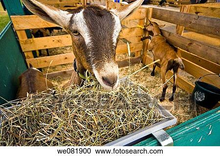 Goats in their pen at a fair. View Large Photo Image Stock Image - Goats in their pen at a fair.. Fotosearch