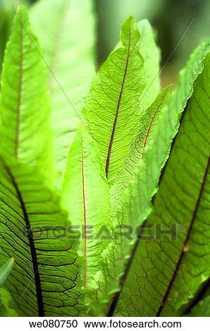 Green Beet Foliage with Purple Veins. Beta vulgaris. April 2008. Maryland, USA. View Large Photo Image Stock Image - Green Beet Foliage with Purple Veins. Beta vulgaris. April 2008. Maryland, USA.. Fotosearch