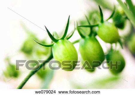 Green Cherry Tomatoes. Solanum lycopersicon. June 2007, Maryland, USA View Large Photo Image Picture - Green Cherry Tomatoes. Solanum lycopersicon. June 2007, Maryland, USA. Fotosearch