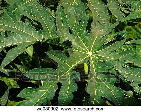 Green leaf of a Papaya tree View Large Photo Image Stock Image - Green leaf of a Papaya tree. Fotosearch