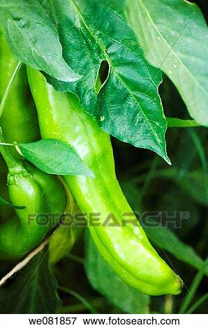 Green Pepper. Capsicum annum. July 2007. Maryland, USA. View Large Photo Image Stock Photo - Green Pepper. Capsicum annum. July 2007. Maryland, USA.. Fotosearch