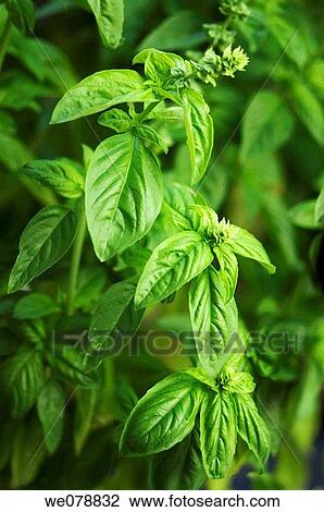 Growing Basil. Ocimum basilicum. September 2006, Maryland, USA View Large Photo Image Stock Image - Growing Basil. Ocimum basilicum. September 2006, Maryland, USA. Fotosearch