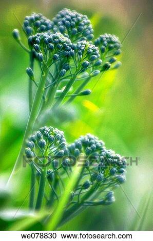 Growing Broccoli. Brassica oleracea. May 2007, Maryland, USA View Large Photo Image Stock Image - Growing Broccoli. Brassica oleracea. May 2007, Maryland, USA. Fotosearch