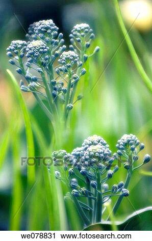 Growing Broccoli. Brassica oleracea. May 2007, Maryland, USA View Large Photo Image Stock Image - Growing Broccoli. Brassica oleracea. May 2007, Maryland, USA. Fotosearch