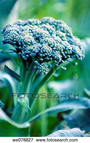 Growing Broccoli. Brassica oleracea. May 2007, Maryland, USA View Large Photo Image Stock Photo - Growing Broccoli. Brassica oleracea. May 2007, Maryland, USA. Fotosearch
