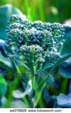 Growing Broccoli. Brassica oleracea. May 2007, Maryland, USA View Large Photo Image Stock Photo - Growing Broccoli. Brassica oleracea. May 2007, Maryland, USA. Fotosearch