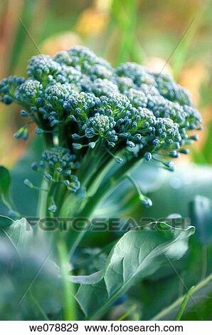 Growing Broccoli. Brassica oleracea. May 2007, Maryland, USA View Large Photo Image Stock Photo - Growing Broccoli. Brassica oleracea. May 2007, Maryland, USA. Fotosearch