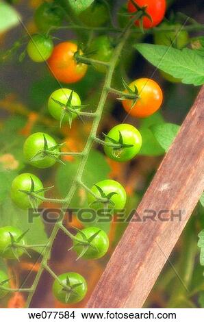 Growing Cherry Tomatoes. Solanum lycopersicon. July 2007, Maryland, USA View Large Photo Image Picture - Growing Cherry Tomatoes. Solanum lycopersicon. July 2007, Maryland, USA. Fotosearch