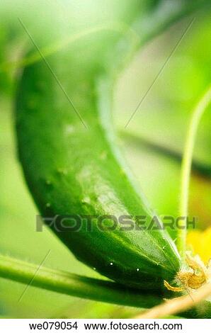 Growing Cucumber. Cucumis sativus. July 2007, Maryland, USA View Large Photo Image Picture - Growing Cucumber. Cucumis sativus. July 2007, Maryland, USA. Fotosearch