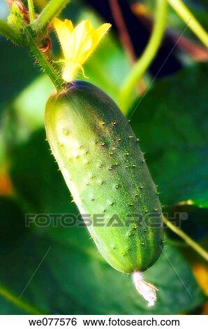 Stock Photograph - Growing Cucumber. Cucumis sativus. July 2007, Maryland, USA. Fotosearch