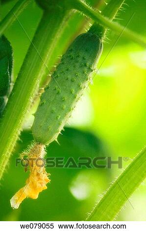 Stock Photography - Growing Cucumber. Cucumis sativus. July 2007, Maryland, USA. Fotosearch