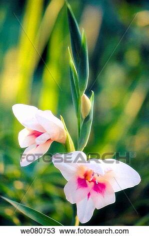 Stock Image - Hardy gladiolus in Bloom. Gladiolus nanus. April 2008. Maryland, USA.. Fotosearch