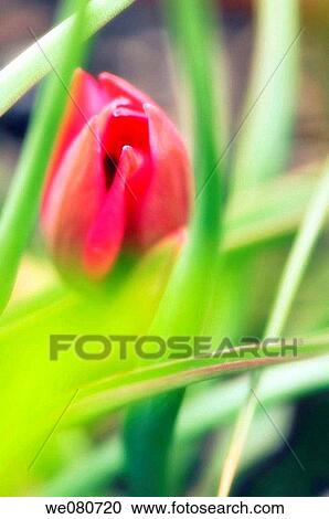 Hidden Tulip. Tulipa hybrid. April 2007. Maryland, USA. View Large Photo Image Stock Image - Hidden Tulip. Tulipa hybrid. April 2007. Maryland, USA.. Fotosearch