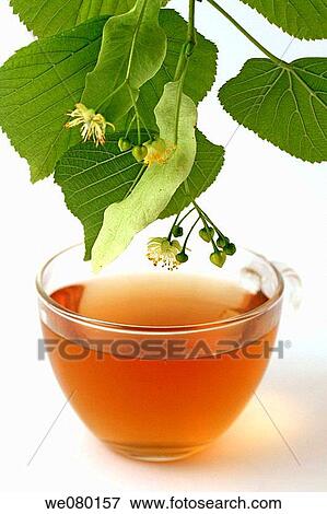 Infusi? n de tila (Tilia platiphyllos) View Large Photo Image Stock Photo - Infusi? n de tila (Tilia platiphyllos). Fotosearch