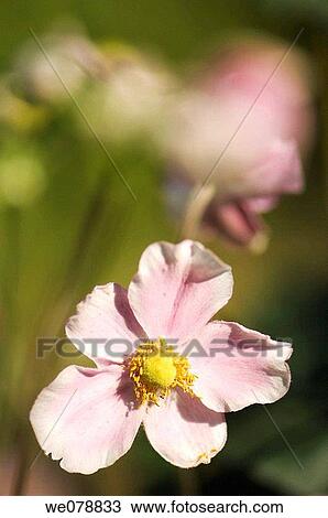 Japanese Anemone. Anemone hupehensis. September 2007, Maryland, USA View Large Photo Image Stock Image - Japanese Anemone. Anemone hupehensis. September 2007, Maryland, USA. Fotosearch