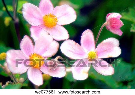 Japanese Anemone Flower Trio. Anemone hupehensis. September 2006, Maryland, USA View Large Photo Image Stock Image - Japanese Anemone Flower Trio. Anemone hupehensis. September 2006, Maryland, USA. Fotosearch