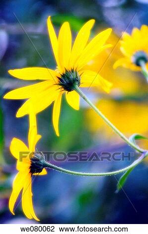 Jerusalem artichoke, topinambur. Helianthus tuberosus. September 2007, Maryland, USA View Large Photo Image Stock Image - Jerusalem artichoke, topinambur. Helianthus tuberosus. September 2007, Maryland, USA. Fotosearch