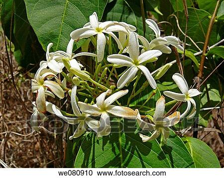 Kutaj, Holarrhena antidysenterica View Large Photo Image Stock Image - Kutaj, Holarrhena antidysenterica. Fotosearch