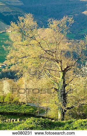 La Gandara. Cantabria, Spain View Large Photo Image Stock Image - La Gandara. Cantabria, Spain. Fotosearch
