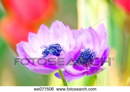 Lavender Anemone Flower Duo. Anemone coronaria. April 2007, Maryland, USA View Large Photo Image Stock Photograph - Lavender Anemone Flower Duo. Anemone coronaria. April 2007, Maryland, USA. Fotosearch