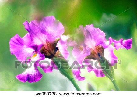 Lavender Bearded Iris Duo. Iris germanica. May 2007. Maryland, USA. View Large Photo Image Stock Photo - Lavender Bearded Iris Duo. Iris germanica. May 2007. Maryland, USA.. Fotosearch