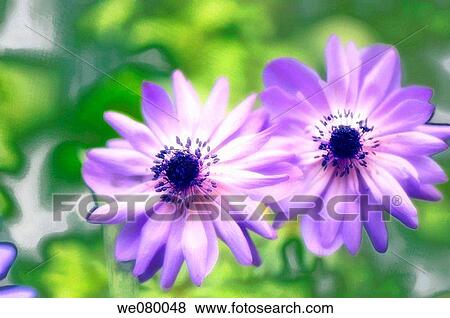 Lavender Blue Anemone Poppies. Anemone coronaria. April 2007, Maryland, USA View Large Photo Image Stock Photo - Lavender Blue Anemone Poppies. Anemone coronaria. April 2007, Maryland, USA. Fotosearch