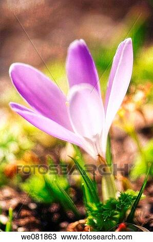 Lavender Crocus. Crocus tommasinianus. March 2007. Maryland, USA. View Large Photo Image Stock Image - Lavender Crocus. Crocus tommasinianus. March 2007. Maryland, USA.. Fotosearch