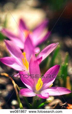 Lavender Crocus. Crocus tommasinianus. March 2007. Maryland, USA. View Large Photo Image Stock Photo - Lavender Crocus. Crocus tommasinianus. March 2007. Maryland, USA.. Fotosearch