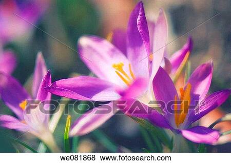 Lavender Crocus. Crocus tommasinianus. March 2007. Maryland, USA. View Large Photo Image Stock Photo - Lavender Crocus. Crocus tommasinianus. March 2007. Maryland, USA.. Fotosearch