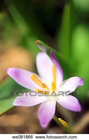 Lavender Crocus. Crocus tommasinianus. March 2007. Maryland, USA. View Large Photo Image Stock Photograph - Lavender Crocus. Crocus tommasinianus. March 2007. Maryland, USA.. Fotosearch