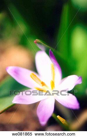 Lavender Crocus. Crocus tommasinianus. March 2007. Maryland, USA. View Large Photo Image Stock Photography - Lavender Crocus. Crocus tommasinianus. March 2007. Maryland, USA.. Fotosearch