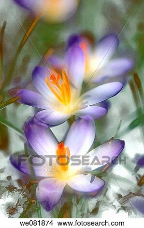 Lavender Crocus Flower Duo. March 2007. Maryland, USA. View Large Photo Image Picture - Lavender Crocus Flower Duo. March 2007. Maryland, USA.. Fotosearch