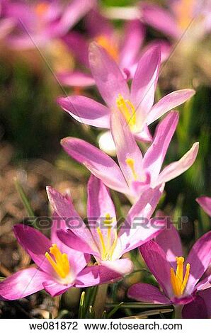 Lavender Crocus in Bloom. Crocus tommasinianus. March 2007. Maryland, USA. View Large Photo Image Stock Image - Lavender Crocus in Bloom. Crocus tommasinianus. March 2007. Maryland, USA.. Fotosearch