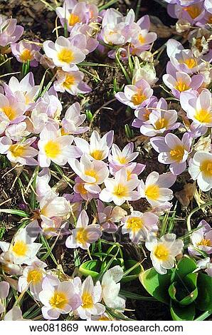 Lavender Crocus Patch. Crocus tommasinianus. March 2007. Maryland, USA. View Large Photo Image Stock Photo - Lavender Crocus Patch. Crocus tommasinianus. March 2007. Maryland, USA.. Fotosearch