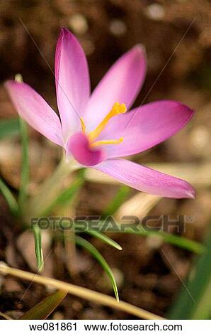 Stock Image - Lavender Spring Crocus. Crocus tommasinianus. January 2007. Maryland, USA.. Fotosearch