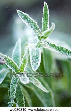 Leaves Covered with Frost. November 2007. Maryland, USA. View Large Photo Image Stock Image - Leaves Covered with Frost. November 2007. Maryland, USA.. Fotosearch