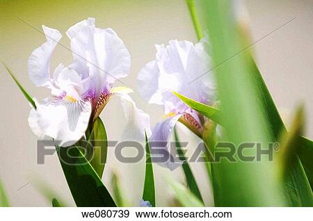 Light Bearded Iris Duo. Iris germanica. May 2007. Maryland, USA. View Large Photo Image Stock Photo - Light Bearded Iris Duo. Iris germanica. May 2007. Maryland, USA.. Fotosearch