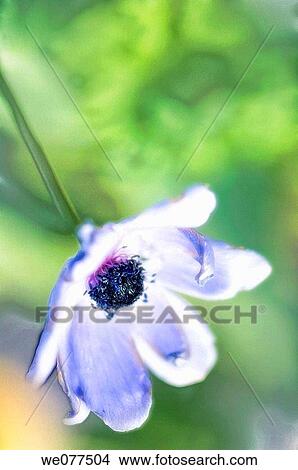 Light Blue Anemone Nodding. Anemone coronaria. April 2007, Maryland, USA View Large Photo Image Picture - Light Blue Anemone Nodding. Anemone coronaria. April 2007, Maryland, USA. Fotosearch