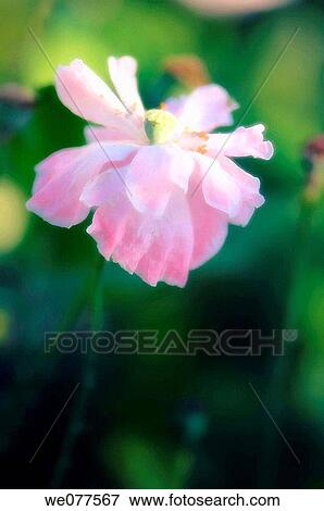 Light Pink Shirley Poppy. Papaver rhoeas. July 2007, Maryland, USA View Large Photo Image Stock Photo - Light Pink Shirley Poppy. Papaver rhoeas. July 2007, Maryland, USA. Fotosearch