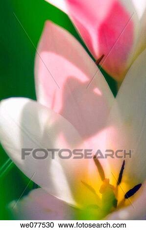 Light Pink Tulip Close-up. Tulipa specie. April 2007, Maryland, USA View Large Photo Image Stock Image - Light Pink Tulip Close-up. Tulipa specie. April 2007, Maryland, USA. Fotosearch