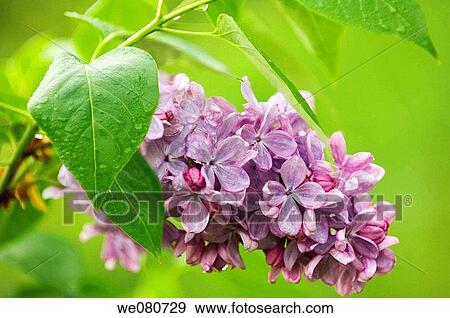 Lilac Blossom. Syringa vulgaris. April 2007. Maryland, USA. View Large Photo Image Stock Photo - Lilac Blossom. Syringa vulgaris. April 2007. Maryland, USA.. Fotosearch