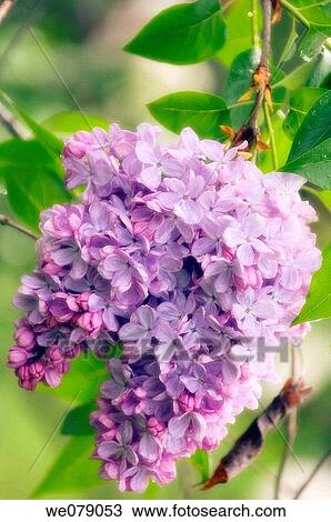 Lilac in Bloom. Syringa vulgaris. April 2007, Maryland, USA View Large Photo Image Stock Image - Lilac in Bloom. Syringa vulgaris. April 2007, Maryland, USA. Fotosearch